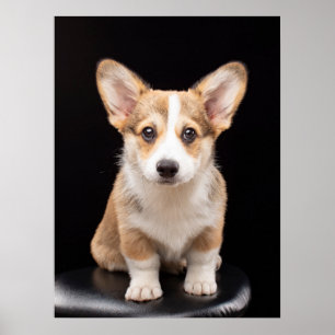 Cutest Baby Animals   Corgi Puppy Standing Tall Poster