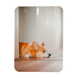 Cutest Baby Animals Corgi Sleeping Magnet