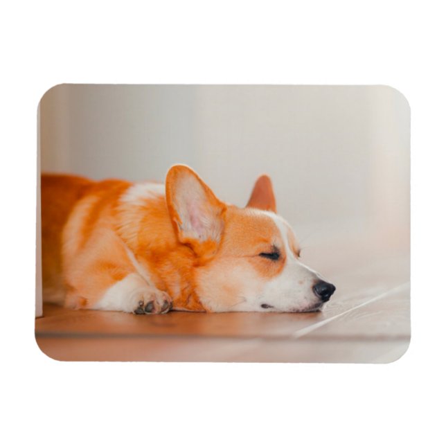 Cutest Baby Animals | Corgi Sleeping Magnet (Horizontal)