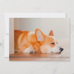 Cutest Baby Animals   Corgi Sleeping Thank You Card