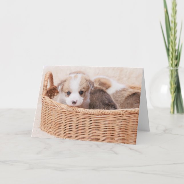Cutest Baby Animals | Corgi Tiny Puppy Card (Front)