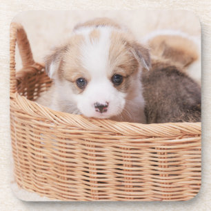 Cutest Baby Animals Corgi Tiny Puppy Coaster