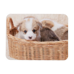 Cutest Baby Animals Corgi Tiny Puppy Magnet