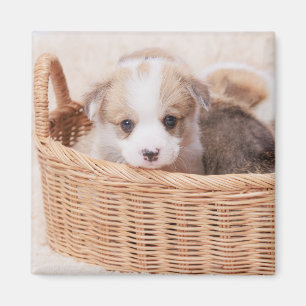 Cutest Baby Animals   Corgi Tiny Puppy Magnet