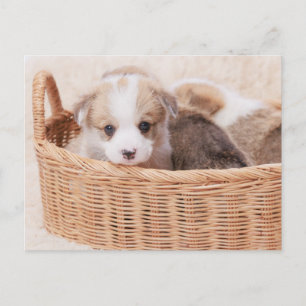 Cutest Baby Animals   Corgi Tiny Puppy Postcard