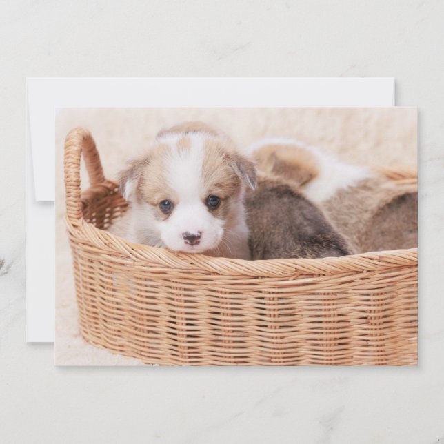 Cutest Baby Animals | Corgi Tiny Puppy Thank You Card (Front)