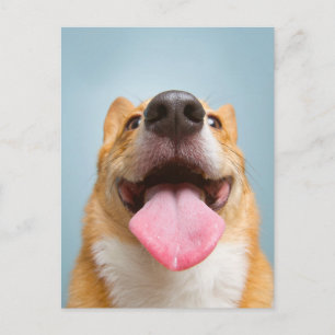 Cutest Baby Animals   Corgi Tongue Postcard