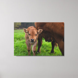 Cutest Baby Animals Cow & Calf Canvas Print