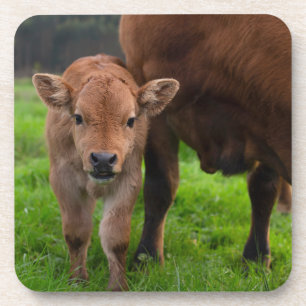 Cutest Baby Animals Cow & Calf Coaster