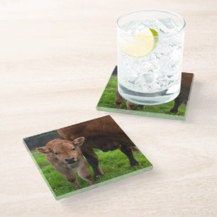 Cutest Baby Animals   Cow & Calf Glass Coaster