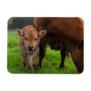 Cutest Baby Animals   Cow & Calf Magnet