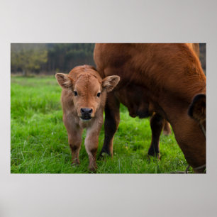 Cutest Baby Animals   Cow & Calf Poster