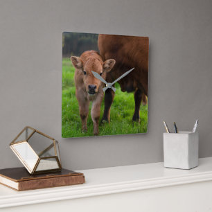 Cutest Baby Animals   Cow & Calf Square Wall Clock