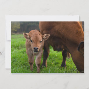 Cutest Baby Animals   Cow & Calf Thank You Card