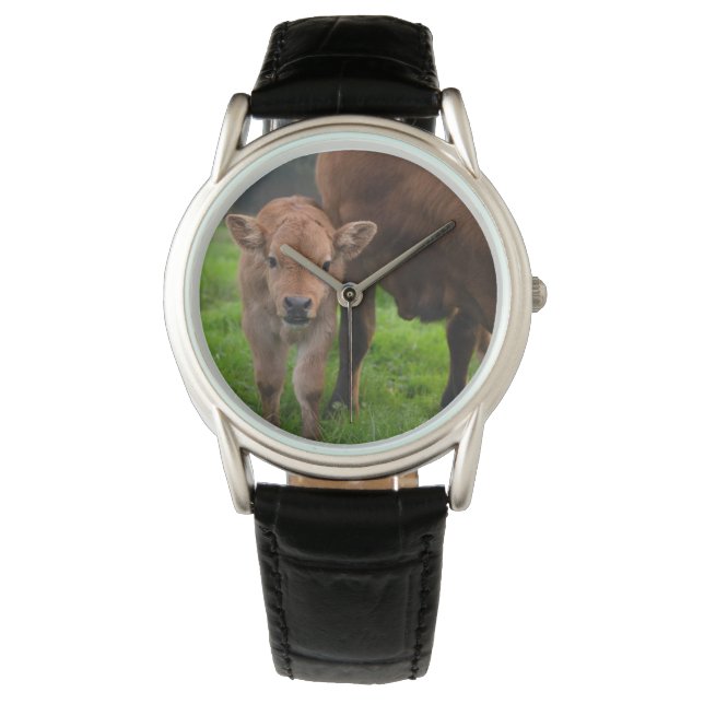 Cutest Baby Animals | Cow & Calf Watch (Front)