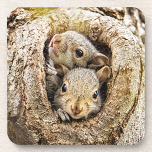 Cutest Baby Animals   Curious Baby Squirrels Coaster