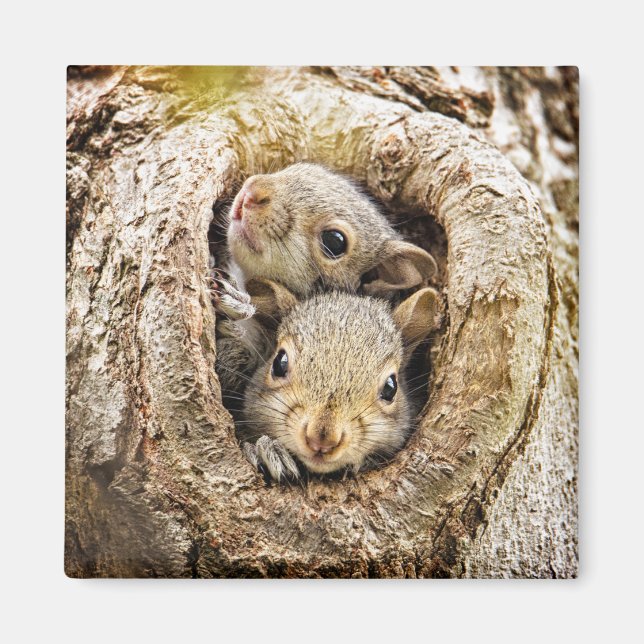 Cutest Baby Animals | Curious Baby Squirrels Magnet (Front)