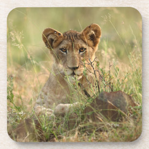 Cutest Baby Animals Cute Baby Lion Cub Coaster