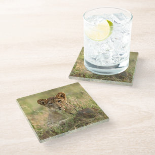 Cutest Baby Animals   Cute Baby Lion Cub Glass Coaster