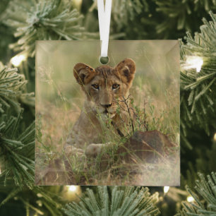 Cutest Baby Animals Cute Baby Lion Cub Glass Tree Decoration