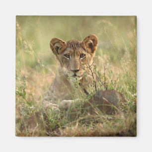 Cutest Baby Animals   Cute Baby Lion Cub Magnet