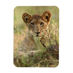 Cutest Baby Animals   Cute Baby Lion Cub Magnet
