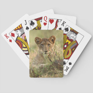 Cutest Baby Animals   Cute Baby Lion Cub Playing Cards