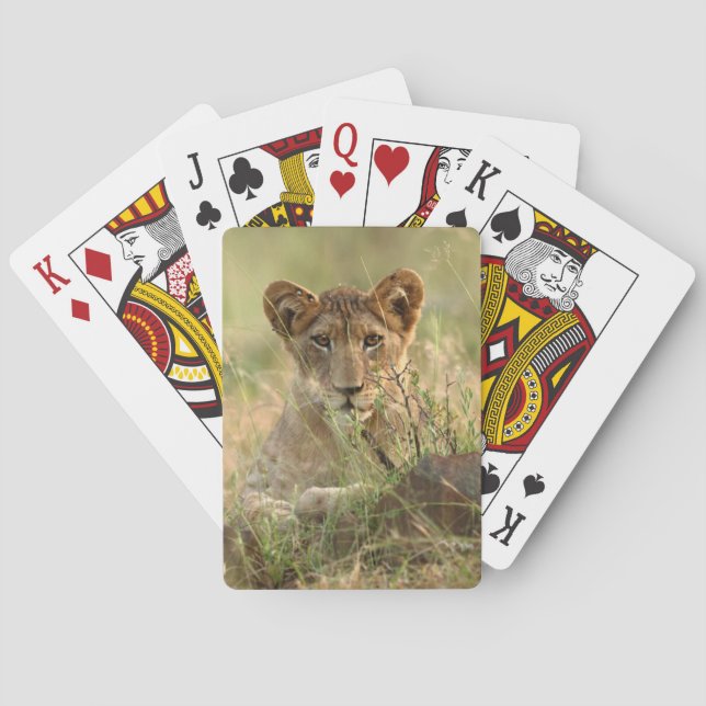 Cutest Baby Animals | Cute Baby Lion Cub Playing Cards (Back)