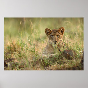 Cutest Baby Animals Cute Baby Lion Cub Poster