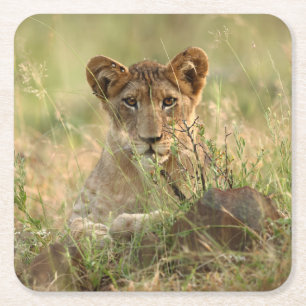 Cutest Baby Animals Cute Baby Lion Cub Square Paper Coaster