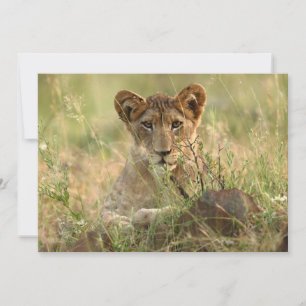 Cutest Baby Animals   Cute Baby Lion Cub Thank You Card