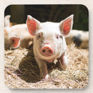 Cutest Baby Animals Cute Baby Piglet Coaster