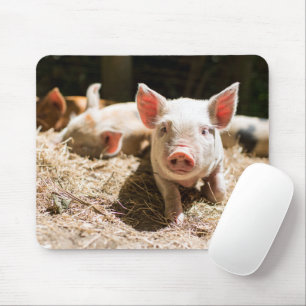 Cutest Baby Animals   Cute Baby Piglet Mouse Pad