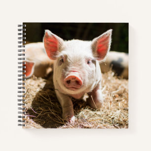 Cutest Baby Animals Cute Baby Piglet Notebook
