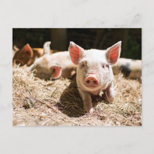 Cutest Baby Animals   Cute Baby Piglet Postcard