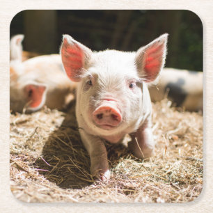 Cutest Baby Animals Cute Baby Piglet Square Paper Coaster