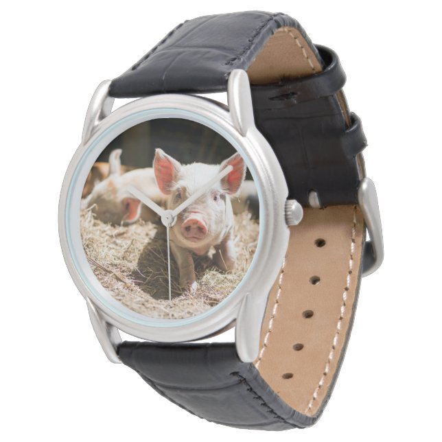Cutest Baby Animals | Cute Baby Piglet Watch (Angled)