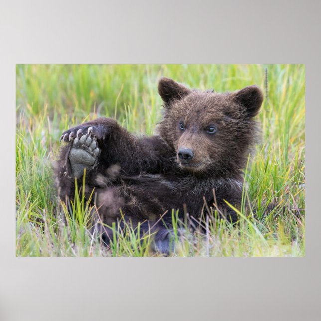 Cutest Baby Animals | Cute Brown Bear Cub Playing Poster (Front)