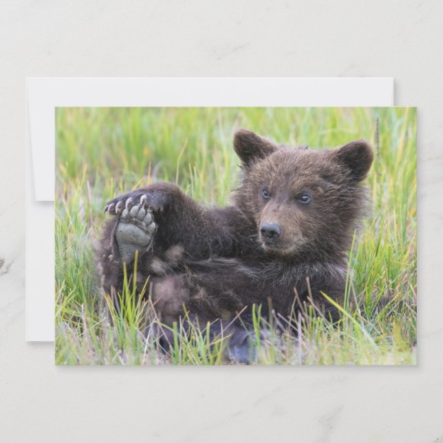 Cutest Baby Animals | Cute Brown Bear Cub Playing Thank You Card (Front)