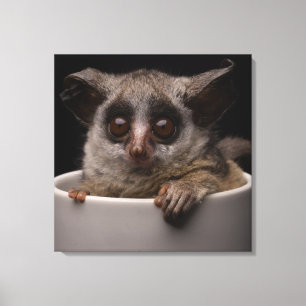 Cutest Baby Animals Cute Bushbaby Canvas Print