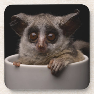 Cutest Baby Animals Cute Bushbaby Coaster