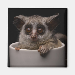 Cutest Baby Animals   Cute Bushbaby Magnet