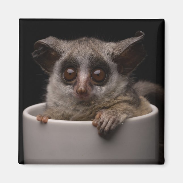 Cutest Baby Animals | Cute Bushbaby Magnet (Front)