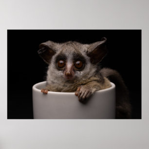 Cutest Baby Animals   Cute Bushbaby Poster