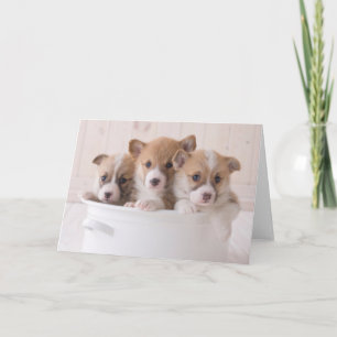 Cutest Baby Animals Cute Corgi Puppies in a Pot Card