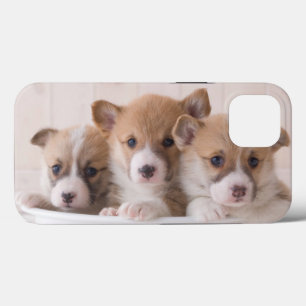 Cutest Baby Animals   Cute Corgi Puppies in a Pot iPhone 13 Case