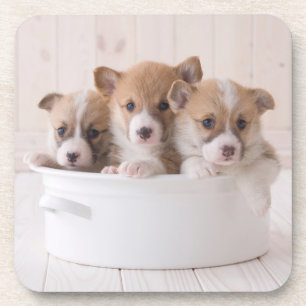 Cutest Baby Animals Cute Corgi Puppies in a Pot Coaster