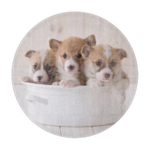 Cutest Baby Animals   Cute Corgi Puppies in a Pot Cutting Board