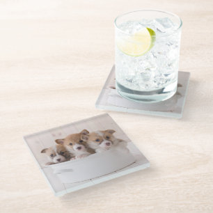 Cutest Baby Animals   Cute Corgi Puppies in a Pot Glass Coaster