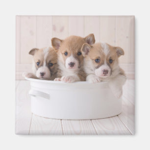 Cutest Baby Animals   Cute Corgi Puppies in a Pot Magnet